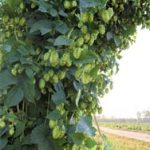 Une université touche 600.000 euros pour des recherches sur le houblon