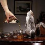 Brew Dog défraie la chronique avec ses bières en animaux empaillés 