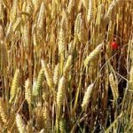 Les brasseurs victimes de la hausse des céréales  